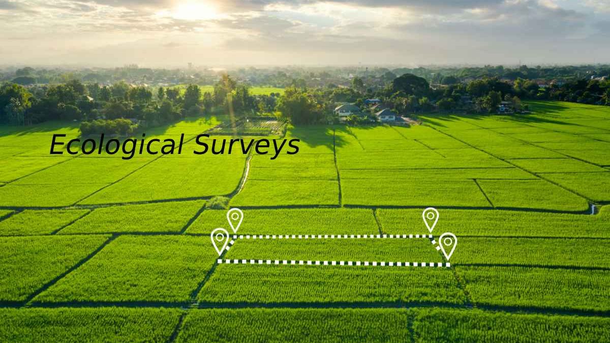 Ecological Surveys