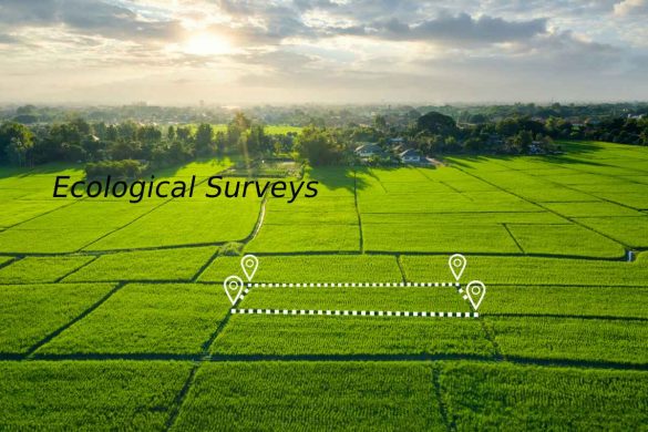 Ecological Surveys